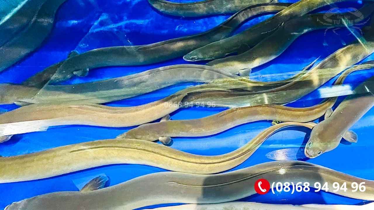 Mua cá chình sống ở đâu TPHCM uy tín cân đủ ký